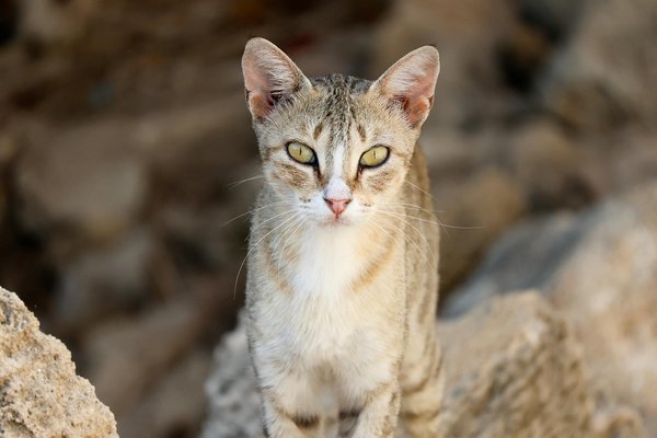 How Can Small Enhancements Transform Your UK Home Living Experience?